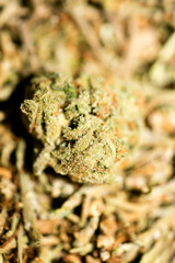 Marihuana macro super lemon haze background fifty megapixels prints