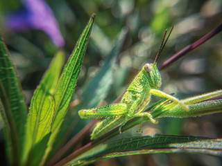 Close up of the Grasshoppers standing on green leaves at the background. Selective focus of the Caelifera on green leaf.