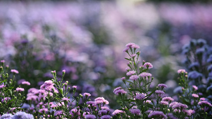 Violet Margaret flower field background.