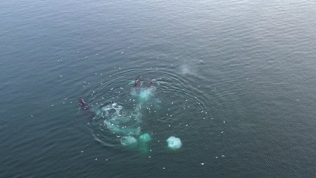 Aerial drone video of pod of Humpback whales. Humpback whale feeding in Greenland, Disko bay. Breaching spraying from blowhole by iceberg in Greenland arctic nature in icefjord landscape. Wildlife fro