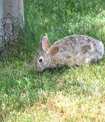 Rabbit in lawn outside.