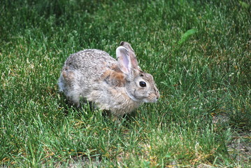 Rabbit in lawn outside.