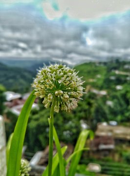 Plant In Field At Mon Nagaland India