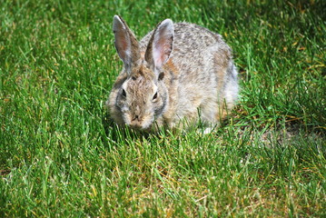 Rabbit in lawn outside.
