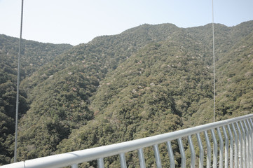 Fototapeta premium 綾照葉大吊り橋