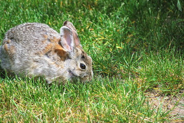 Rabbit in lawn outside.