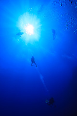 Fototapeta na wymiar ボニンブルーの海を泳ぐダイバー