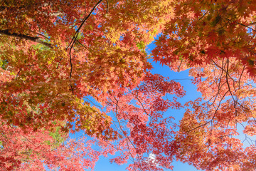 Obraz na płótnie Canvas 日本の美　秋の紅葉
