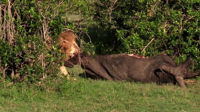 Olerai From The Dikdik Pride Pulling A Dead Buffalo Behind The Bush In Olare Motorogi Conservancy, Masai Mara, Kenya - Close-up Shot