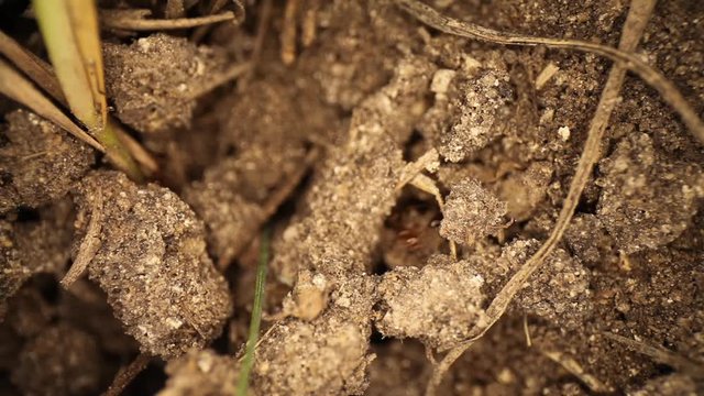 Top down view of disturbed fire ant mound - magnified section of ants moving throughout broken dirt, many ants moving pieces of dirt around.