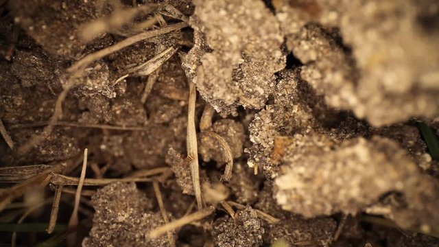 Disturbed Fire Ant Mound - Top Down View, Slowly Panning Across Broken Dirt And Dead Grass, Fire Ants Walking Around As Green Grass Comes Into Focus.