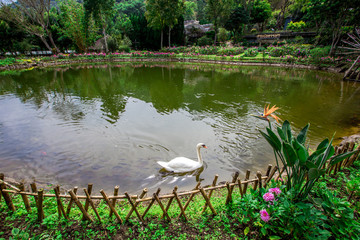 Landmark tourist attractions in Chiang Mai,Thailand(Royal Agricultural Station Inthanon),beautiful garden decoration, with a variety of flowers,for tourists to take picture according to the tourist