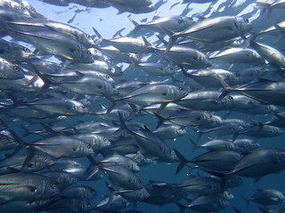 Closeup with school of Blackjack, black trevally, black kingfish, coal fish or black ulua during a...