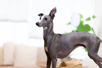 自宅でくつろぐイタリアングレイハウンド犬 Wall Mural Blanche 自宅でくつろぐイタリアングレイハウンド犬 Wall Mural Blanche