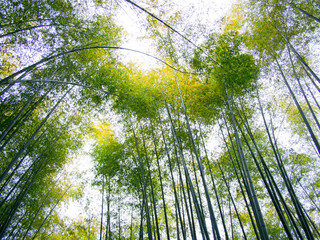 Bamboo forest foliage