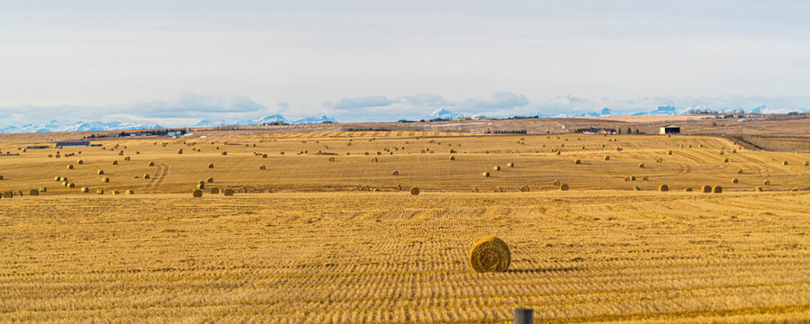 bales of hay on a farm field with the rocky mountains in the background