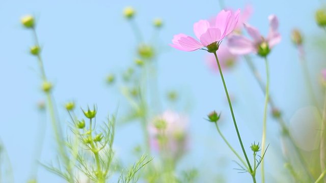 flowers on green background of blue sky