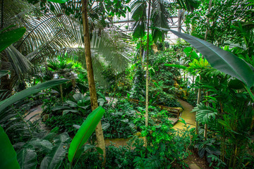 Naklejka premium Queen Sirikit Botanical Garden- Chiang Mai:19September2019, atmosphere in the nursery of various garden plants(winter flowers Located Mae Rim District,a conservation and tourist attraction,Thailand