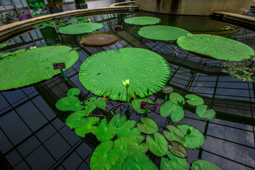 Close-up background of plants (lotus) cultivated in the basin for expansion, often seen in public pools or interesting tourist attractions.