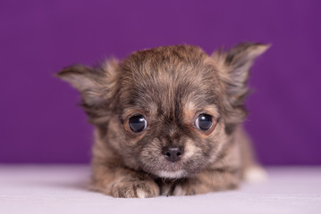 Chihuahua puppy on purple background. Nice portrait.