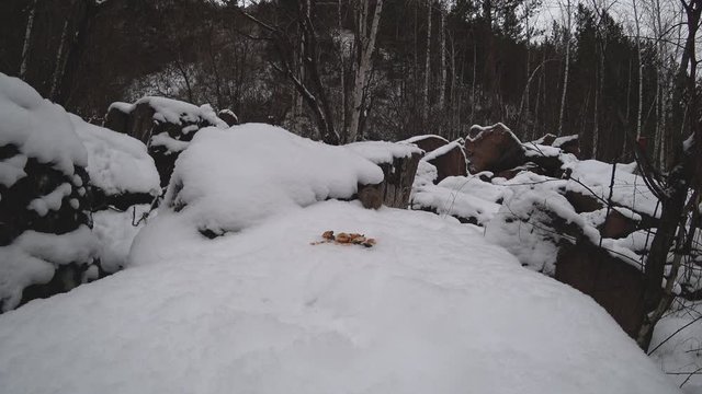 Light brown lemming climb out of the shelter between the stones in winter. Carefully moves on fluffy snow and runs away.