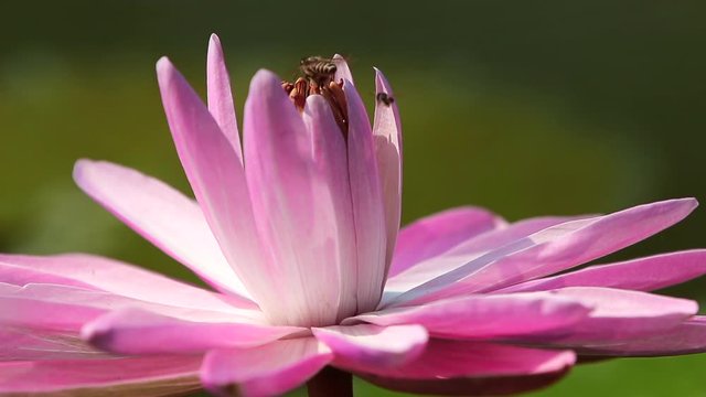 water lily and bee footage