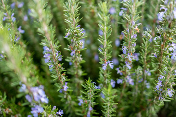 small lavender flower