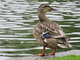 El pato a la espera