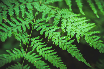 Beautiful fern leaves in the forest. Selective focus.