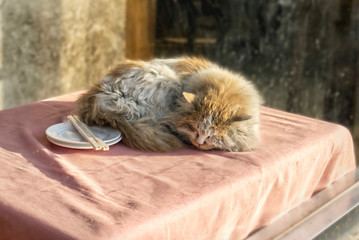 a dirty street cat sleeps on a table in a cafe on a pink tablecloth next to a plate and chopsticks. cat with long fur of white color with red spots
