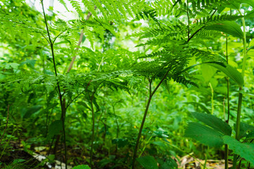 Obraz na płótnie Canvas Beautiful fern leaves in the forest. Selective focus.