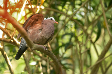 beautiful Emeral Dove (Ptilinopus jumbu) standing on tree..