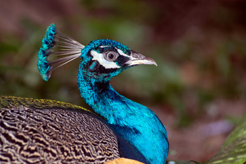 Obraz premium Beautiful Indian peafowl - Pavo cristatus - male (peacock) walking on the roof. Vibrant colors. Beauty in nature. Coloured bird. Head with crown..