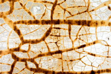 Old grungy cracked weathered wall paint peeling off rusted metal sheet. Textured background for posters and bloggers