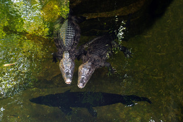 Couple Caiman ( Alligatoridae ) relax sleeping in the pond.