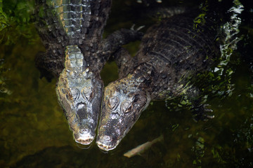 Couple Caiman ( Alligatoridae ) relax sleeping in the pond.