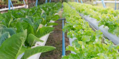 hydroponic farm green cos and green oak salad healthy food