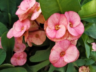 Obraz premium pink orchid in garden