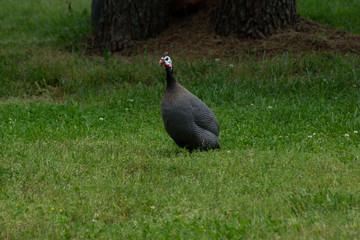Pigeon 1