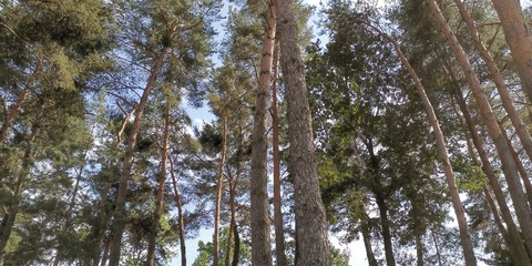 Wald