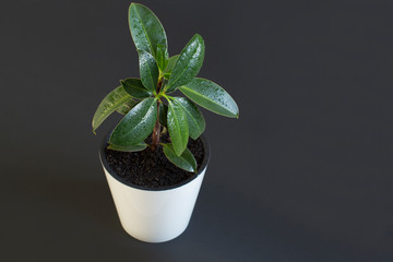 house plant in a white pot on black background