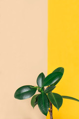Fototapeta na wymiar sprayed potted house plant on beige and yellow background