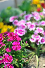 Fototapeta premium 花