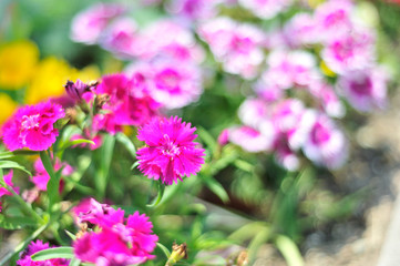 Fototapeta premium 花