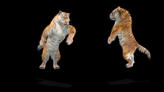 tiger CG fur 3d rendering animal realistic CGI VFX Animation  Loop alpha dance composition 3d mapping cartoon Motion Background, (with Alpha Matte)