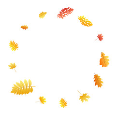 Oak, maple, wild ash rowan leaves vector, autumn foliage on white background.