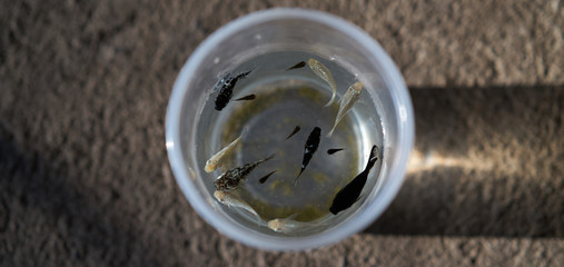 Obraz premium fishes in plastic cup for pet business concept in home raise