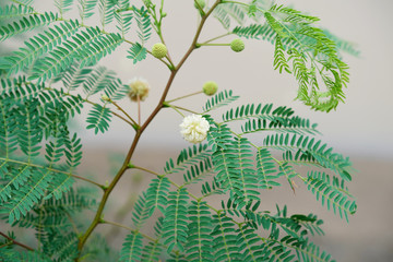 Nature branches ,round flower and leaves of Mimosa pudica