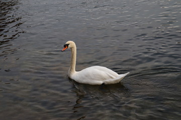 swan on lake