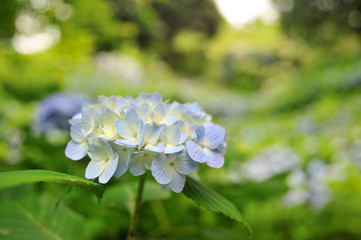 紫陽花